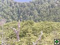 thn_NZ leden-unor 2006 164.jpg